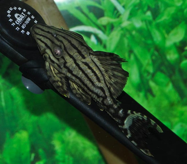 L191 PLECO Dull Eyed Royal Pleco