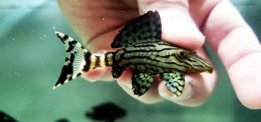 L191 PLECO Dull Eyed Royal Pleco