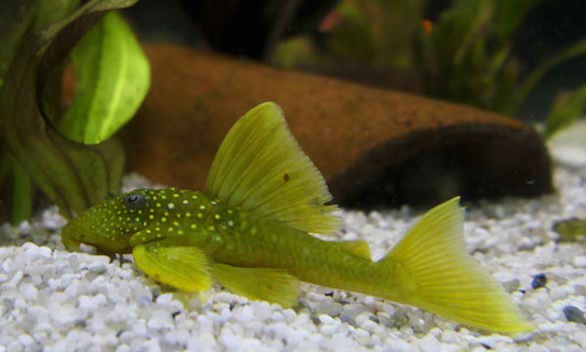 L-200 (Green Phantom Pleco)