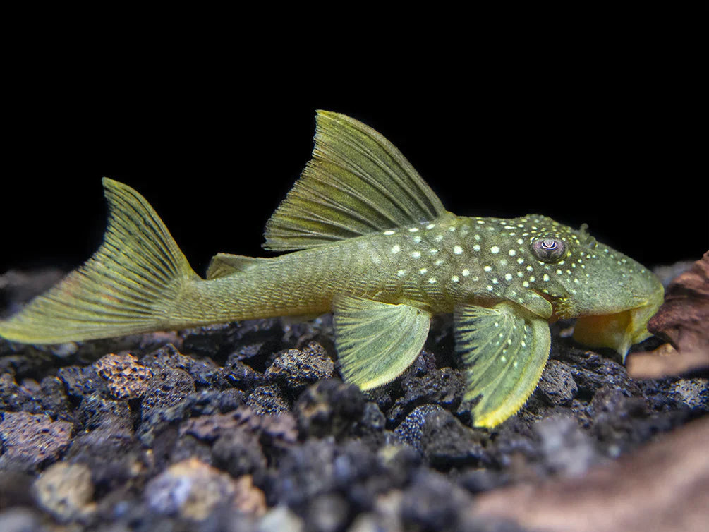 L-200 (Green Phantom Pleco)