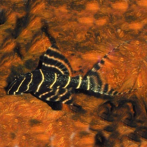 L-204 Pleco (Flash / Emperor Pleco)