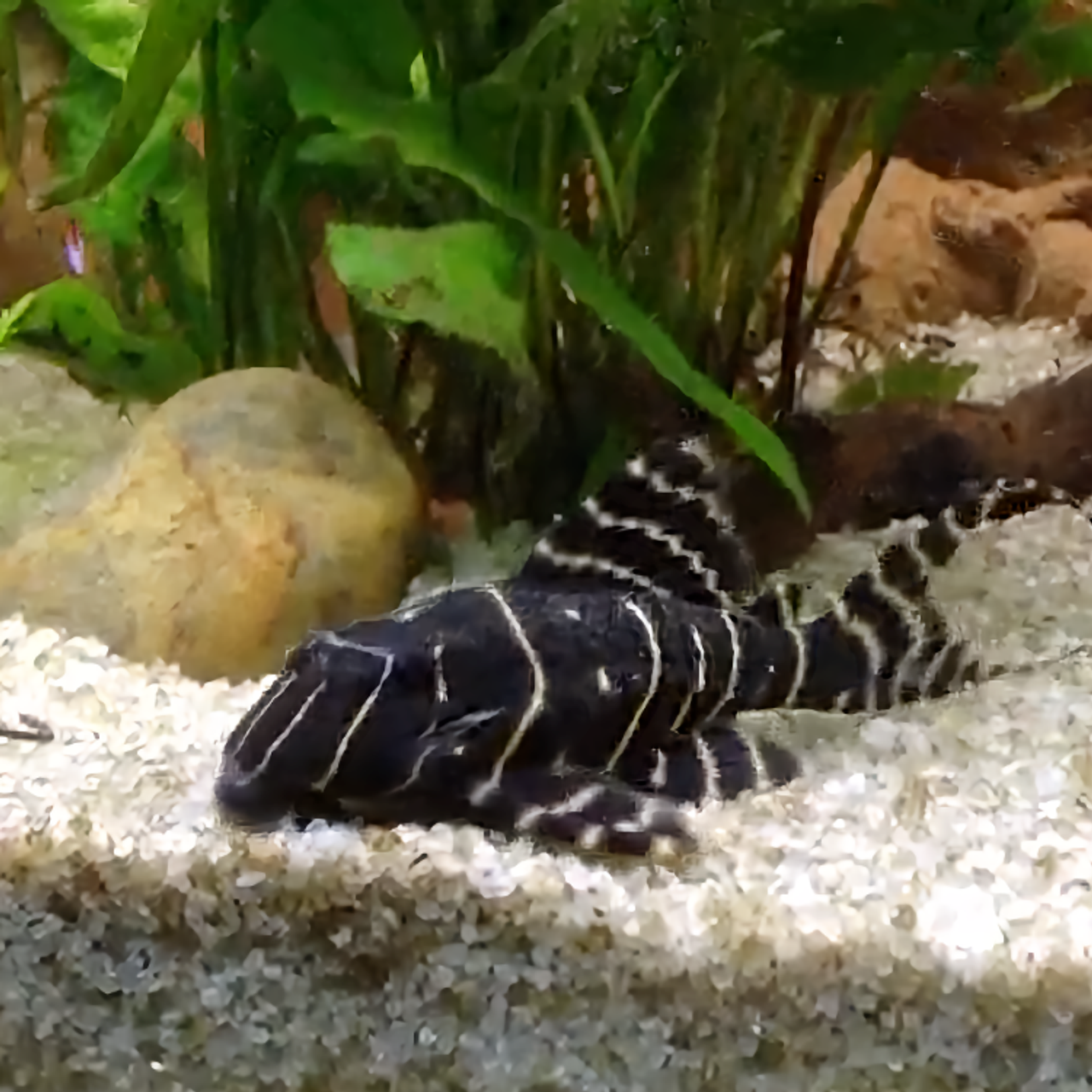 L-204 Pleco (Flash / Emperor Pleco)