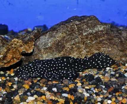 L-240 PLECO (Galaxy Pleco)