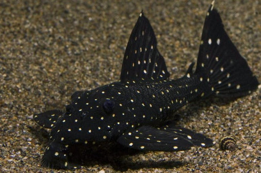 L-240 PLECO (Galaxy Pleco)