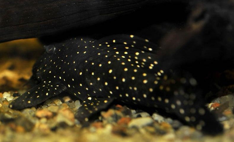 L-240 PLECO (Galaxy Pleco)