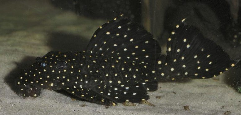 L-240 PLECO (Galaxy Pleco)