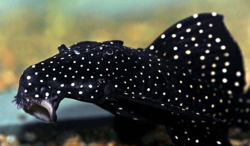 L-240 PLECO (Galaxy Pleco)