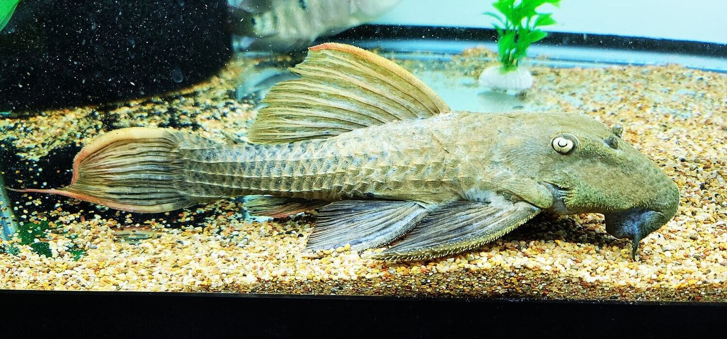 L-24 PLECO (orange finned cactus pleco.)