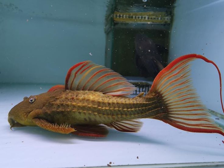 L-24 PLECO (orange finned cactus pleco.)