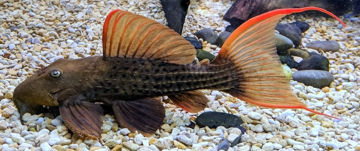 L-24 PLECO (orange finned cactus pleco.)
