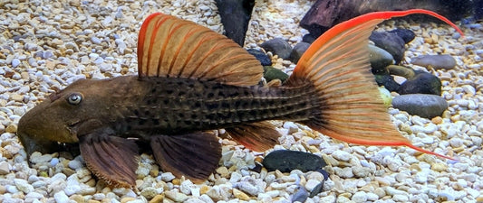 L-24 PLECO (orange finned cactus pleco.)