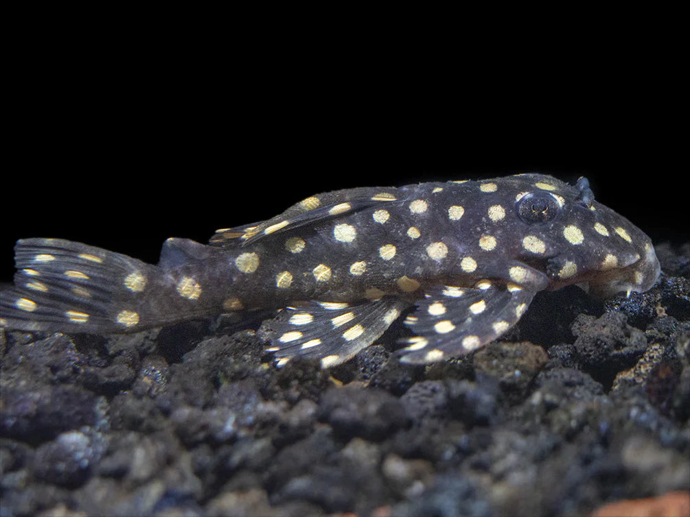 L-471 Pleco (Spotted Dwarf Hypancistrus Pleco)
