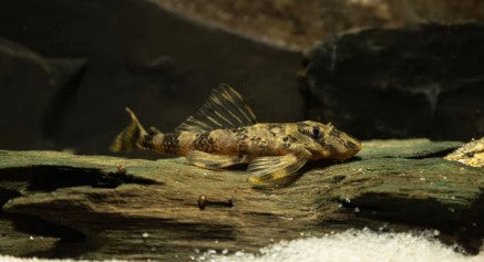 L-52 PLECO (Butterfly Pleco)