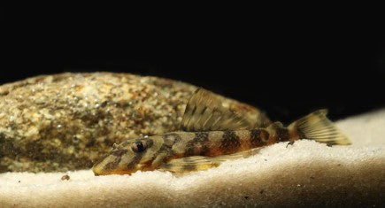 L-52 PLECO (Butterfly Pleco)