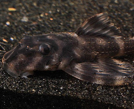 L-52 PLECO (Butterfly Pleco)