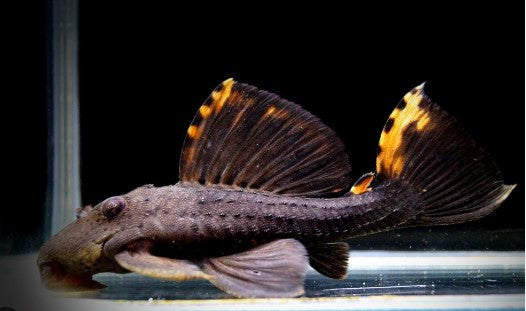 L-91 (LEPORACANTHICUS TRIACTIS)