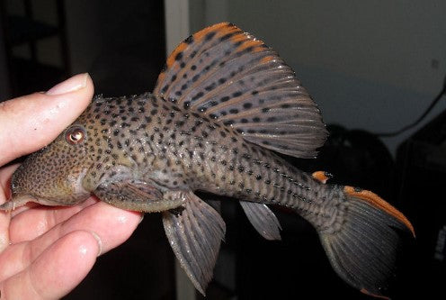 L-91 (LEPORACANTHICUS TRIACTIS)