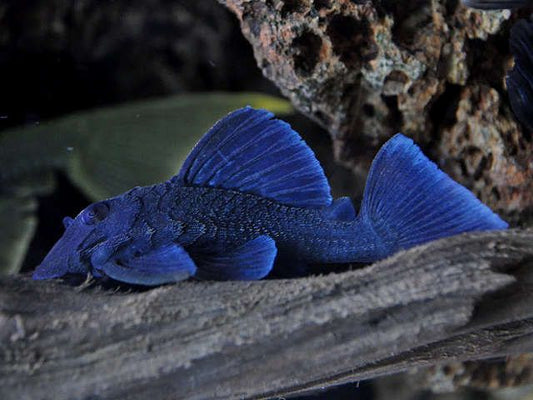 L239 Blue Panaque Pleco