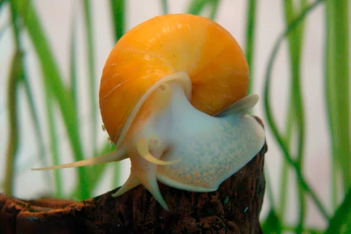 Apple Snail - FreshWaterAquatica.com