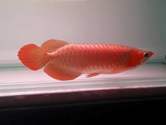 Metalic Red Arowana