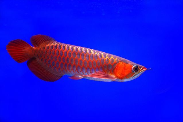 Metalic Red Arowana