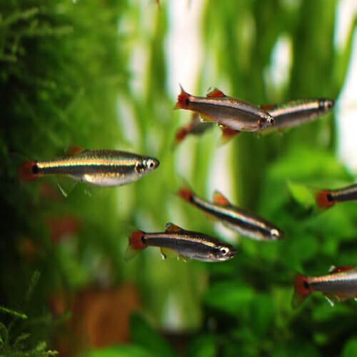 Mountain minnow - FreshWaterAquatica.com