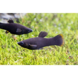 Black Molly - FreshWaterAquatica.com