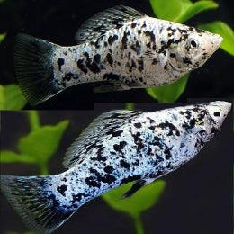 Harlequin Spotted    Molly - FreshWaterAquatica.com