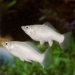 White Molly - FreshWaterAquatica.com