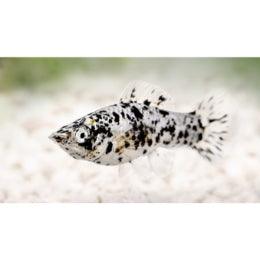 Harlequin Spotted    Molly - FreshWaterAquatica.com