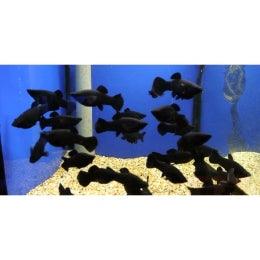 Imported  Black  Molly - FreshWaterAquatica.com