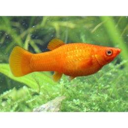 Orange Molly - FreshWaterAquatica.com