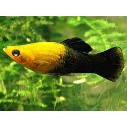 Panda Molly Chocolate FRESHWATERAQUATICA