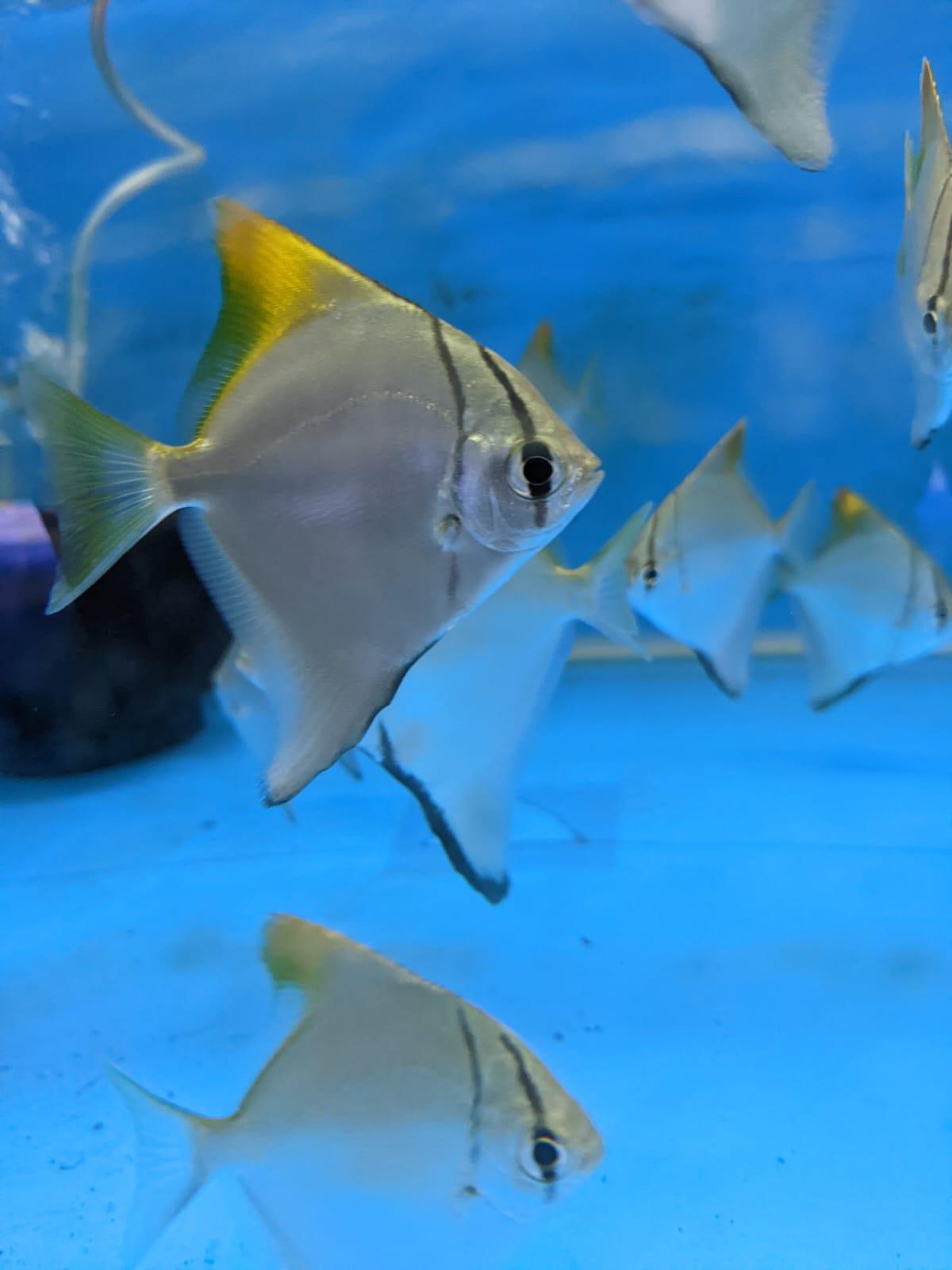 Mono Angel fish - FreshWaterAquatica.com