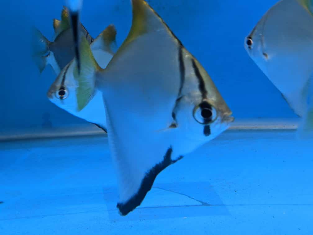 Mono Angel fish - FreshWaterAquatica.com