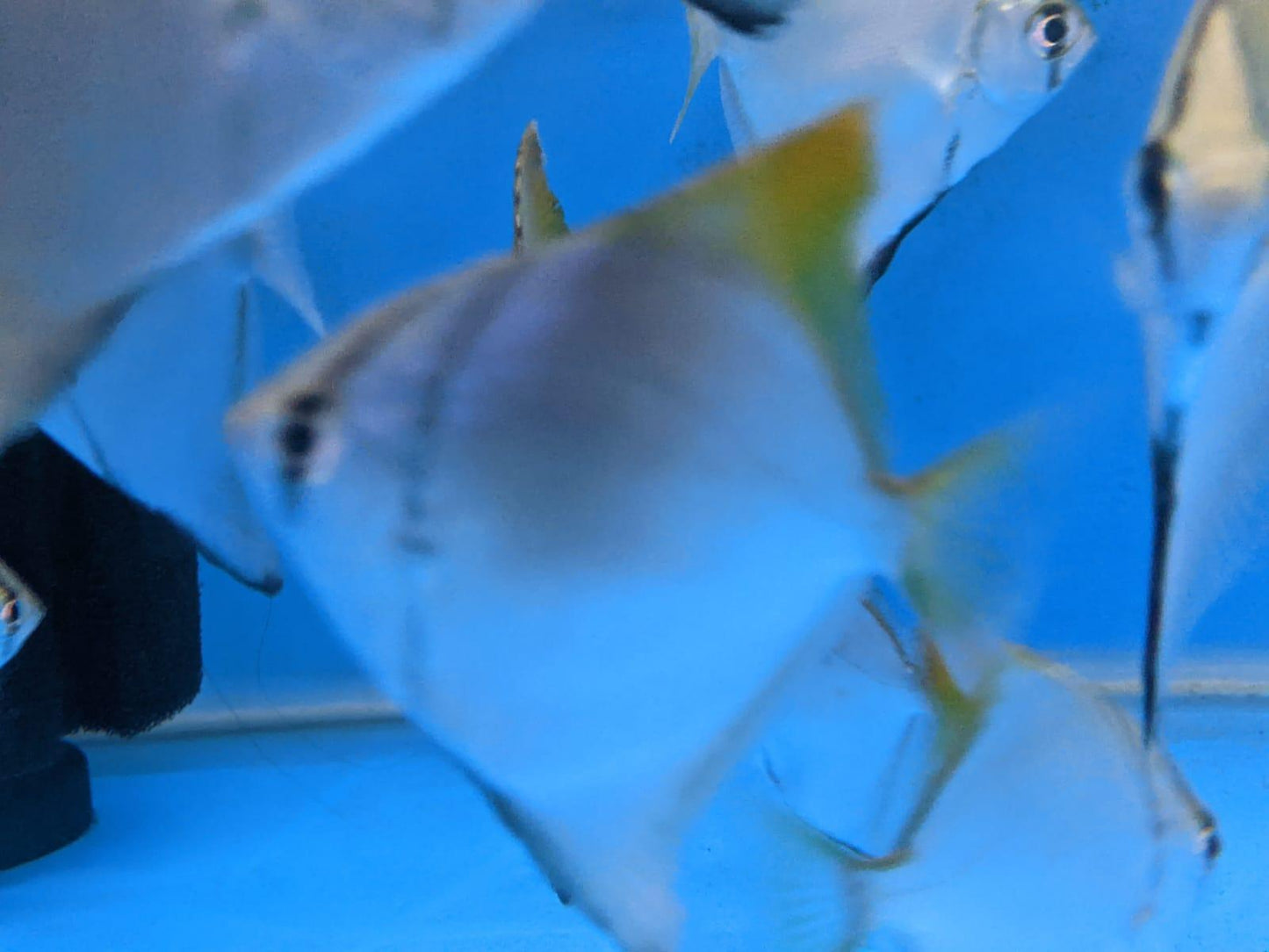 Mono Angel fish - FreshWaterAquatica.com