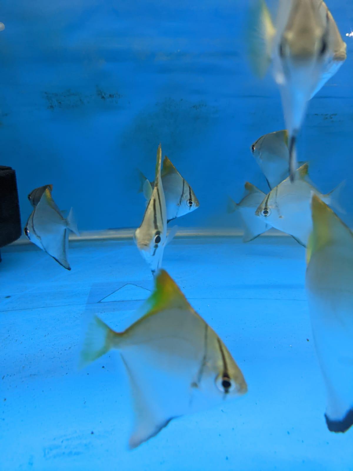 Mono Angel fish - FreshWaterAquatica.com