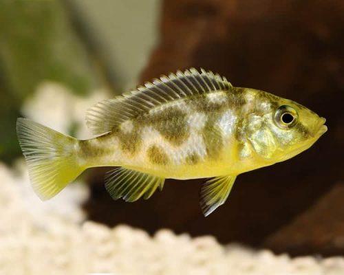 Venus Cichlid - FreshWaterAquatica.com