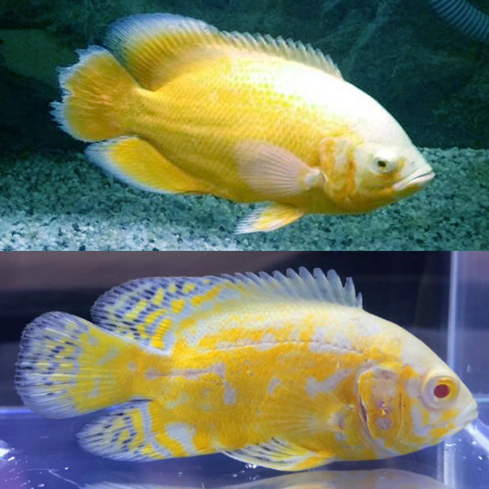 Lemon Oscar A+ Grade 2.7 to 2.9 inches