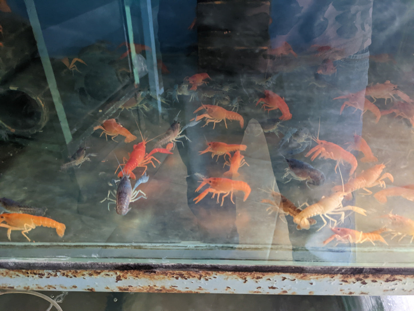 Orange Lobster