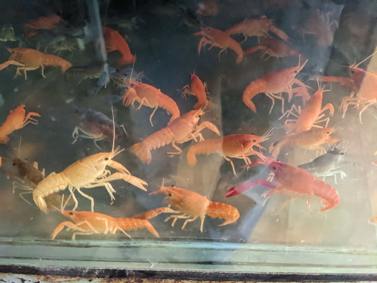 Orange Lobster