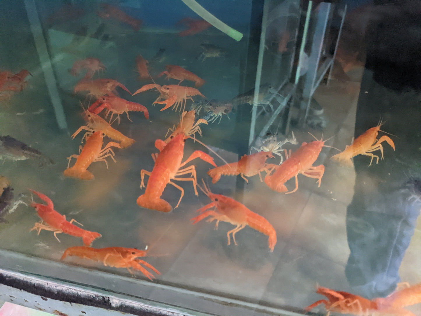 Orange Lobster