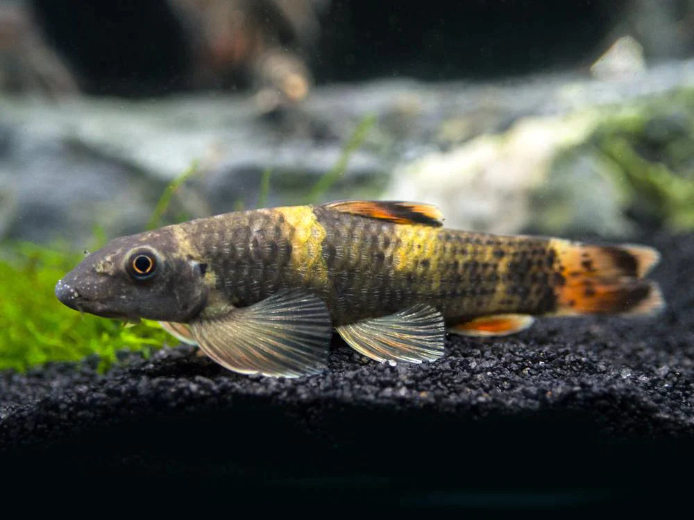 Panda Garra
