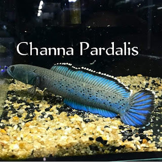 Channa pardalis