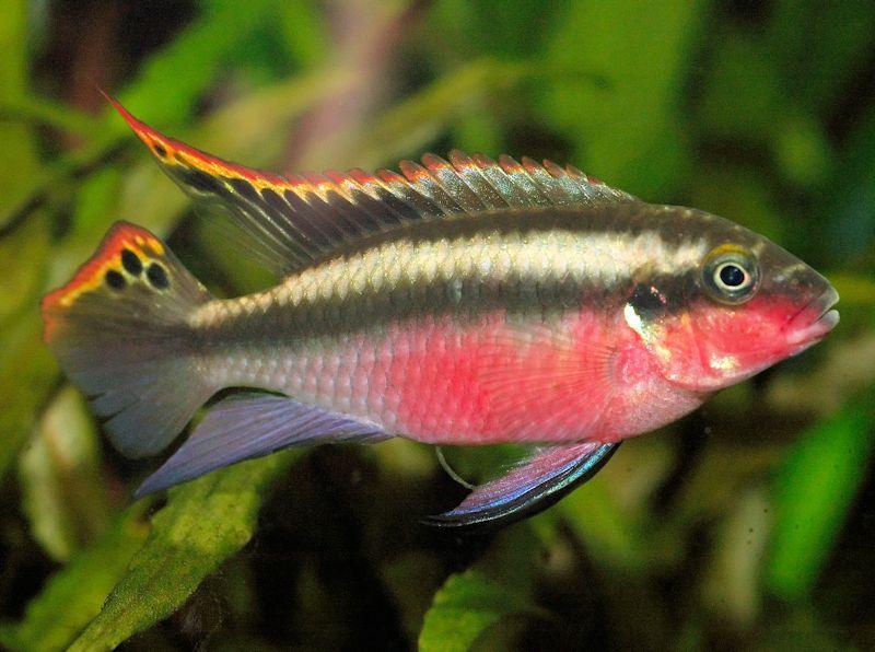 Rainbow kribs - FreshWaterAquatica.com