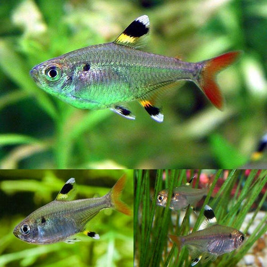 Pristella - FreshWaterAquatica.com