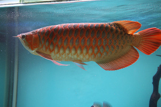 RTG Arowana 8 inches
