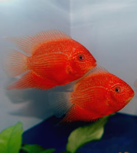 Red Severum Dark edition