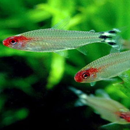 Rummynose - FreshWaterAquatica.com