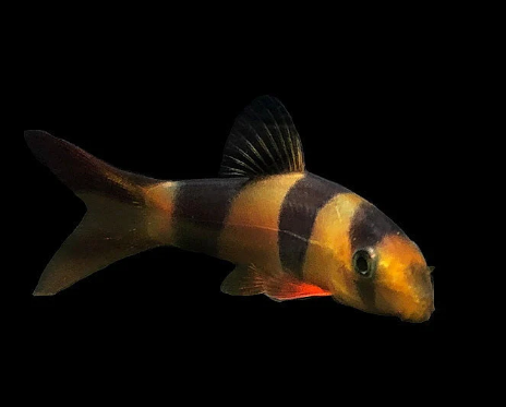 Clown Loach - FreshWaterAquatica.com